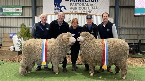 Glenara Tamaleuca Merino Studs Win Supreme Sheepvention Gongs Stock