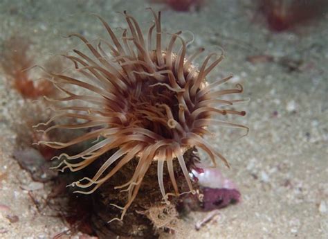 Sea Anemones