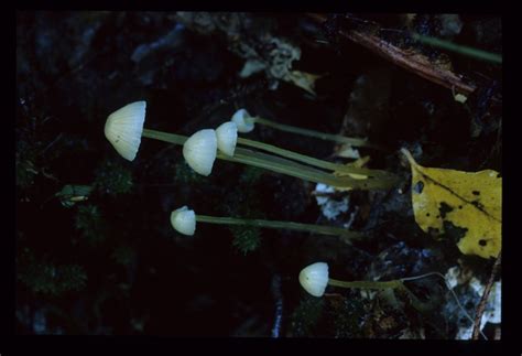 Virtual Mycota Mycena Epipterygia