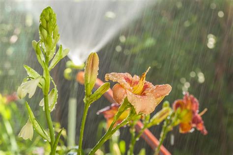 Planta hemerocallis cuidados Guía compelta