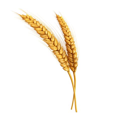 Ai Generated Golden Wheat Stalk Clip Art Png