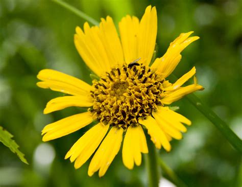 Арника (107 фото) » НА ДАЧЕ ФОТО