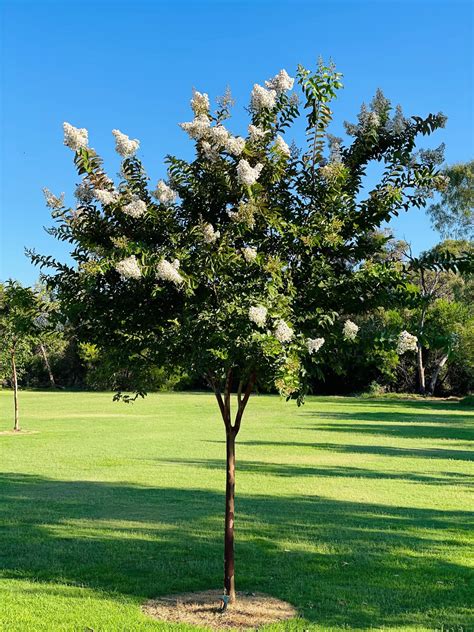 Crepe Myrtle Tuscarora Trees Perth Screening Trees Wa