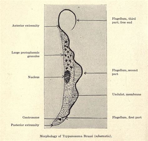 Trypanosoma brucei | Flickr - Photo Sharing!