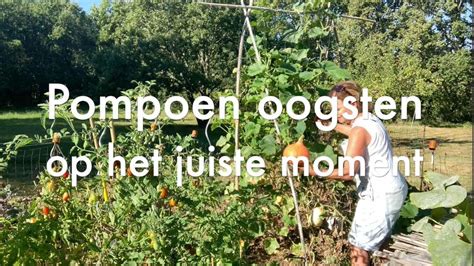 Ini S Moestuin Pompoenen Oogsten Op Het Juiste Moment Oogst