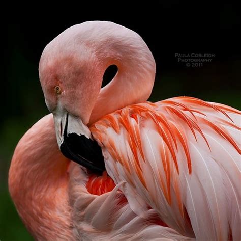 Top 95 Pictures Pictures Of Flamingos Birds Superb