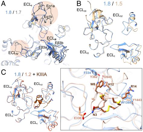 Structural Basis For High Voltage Activation And Subtype Specific