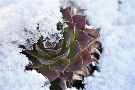 Can Succulents Survive Winter Outdoors Your Questions Answered