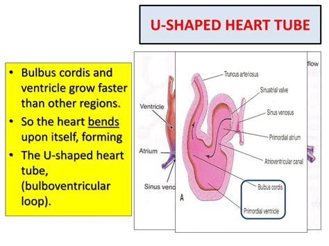 Ppt Heart Development Lecture By Prof Saeed Abuel Makarem Powerpoint