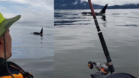 Kayak Fishing With Killer Whales Vancouver Bc Youtube