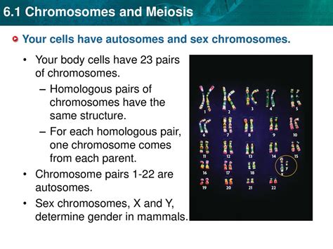 You Have Body Cells And Gametes Ppt Download