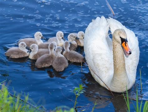 Premium Photo Mute Swan Cygnus Olor An Adult Bird And Its Chicks Swam