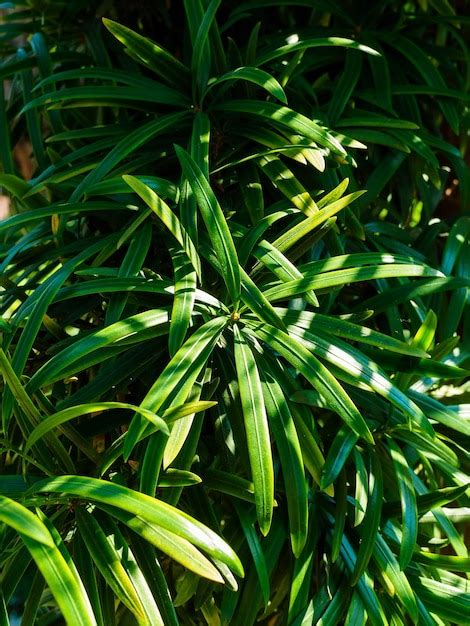 Carpa De Hoja Grande Podocarpus Macrophyllus Closeup Foto Premium