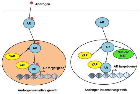 Role Of Yes Associated Protein In Cancer An Update Review