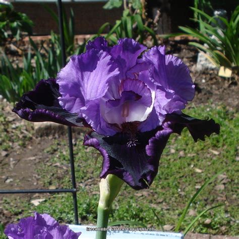 Photo Of The Bloom Of Tall Bearded Iris Iris Strut Posted By