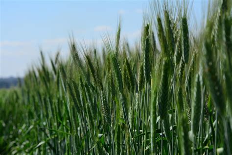 Cultivar De Triticale Brs Harmonia Portal Embrapa