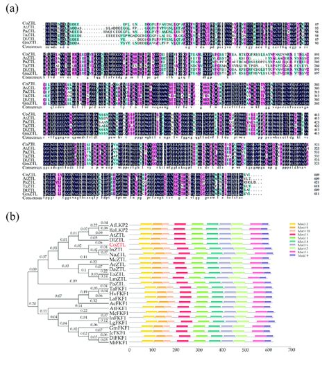 Multiple Sequence Alignment And Phylogenetic Tree Notes A Multiple