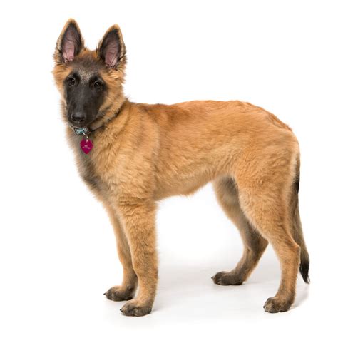 Unleash the Beauty of a Long Haired Brown German Shepherd - See the