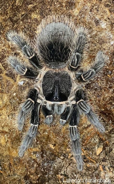 Lasiodora parahybana AF – Tarantula Room