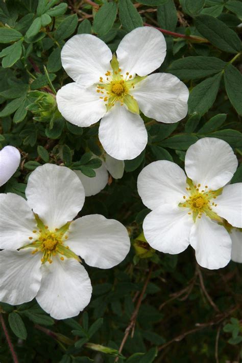 Buy McKay S White Shrubby Cinquefoil Potentilla Fruticosa FREE