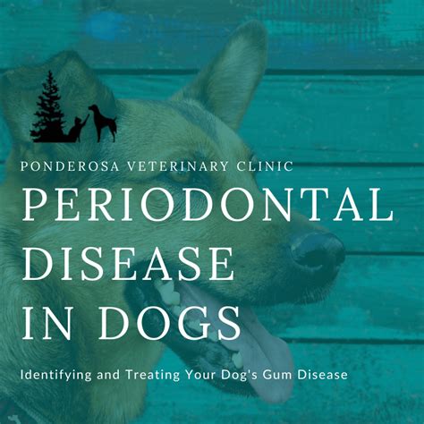 Periodontal Disease Stages In Dogs