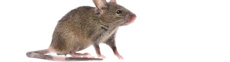 What Do Mice Eat Both In Your Home And Yard Hawx Pest Control