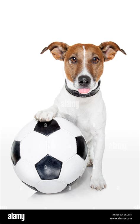 dog with a white soccer ball Stock Photo - Alamy