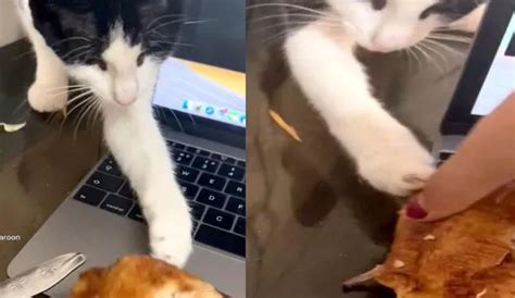 TikTok viral Gato aprovecha distracción de su dueña para robarle su