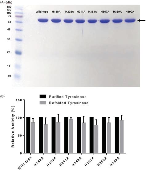 A Sds Page Of Wild Type Human Tyrosinase And Mutant Enzymes After