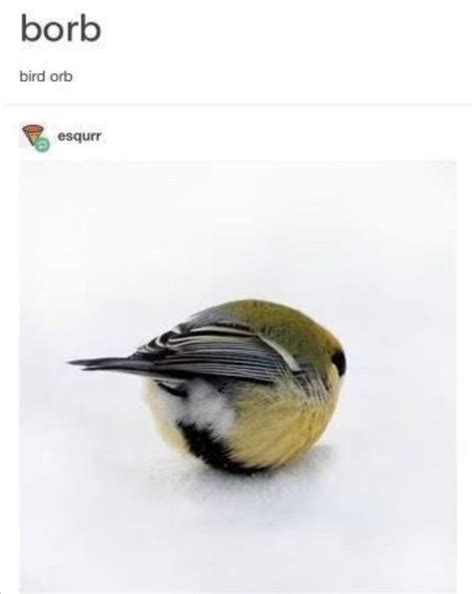 A Bird Sitting On Top Of Snow Covered Ground Next To The Words Bord