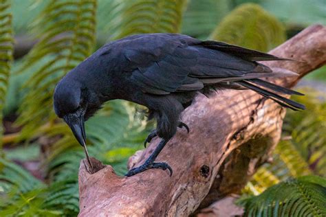 Hawaiian Crows Can Use Sticks As Tools But Are Nearly Extinct New