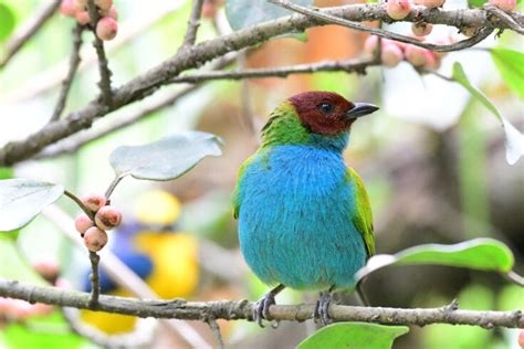 Most Beautiful Birds In Costa Rica And Birding Hot Spots