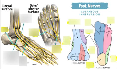 Foot Nerves Diagram | Quizlet