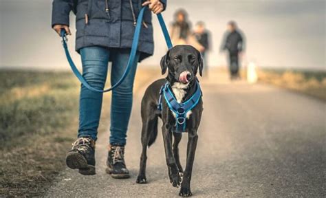 Dresser son chien en 15 minutes par jour Méthode complète