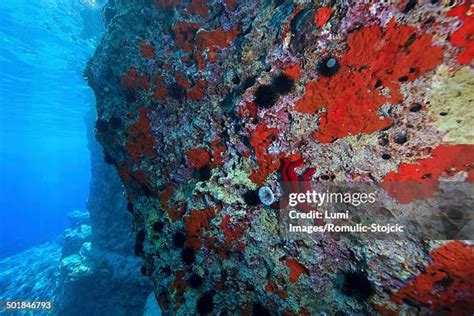 13 Blue Grotto Croatia Stock Photos, High-Res Pictures, and Images ...