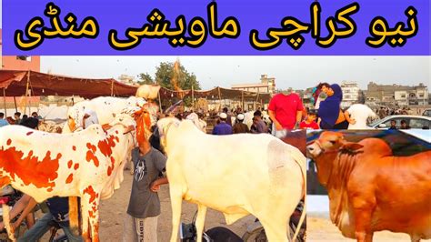 New Karachi Maveshi Mandi Youtube