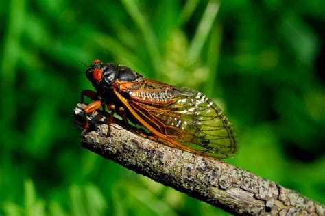 Creepy Crawlers: The Most Terrifying Insects You Can Find in Your Garden