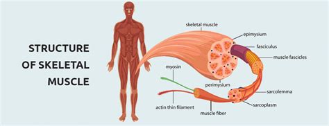 [最も人気のある！] epimysium diagram 688265-Epimysium diagram