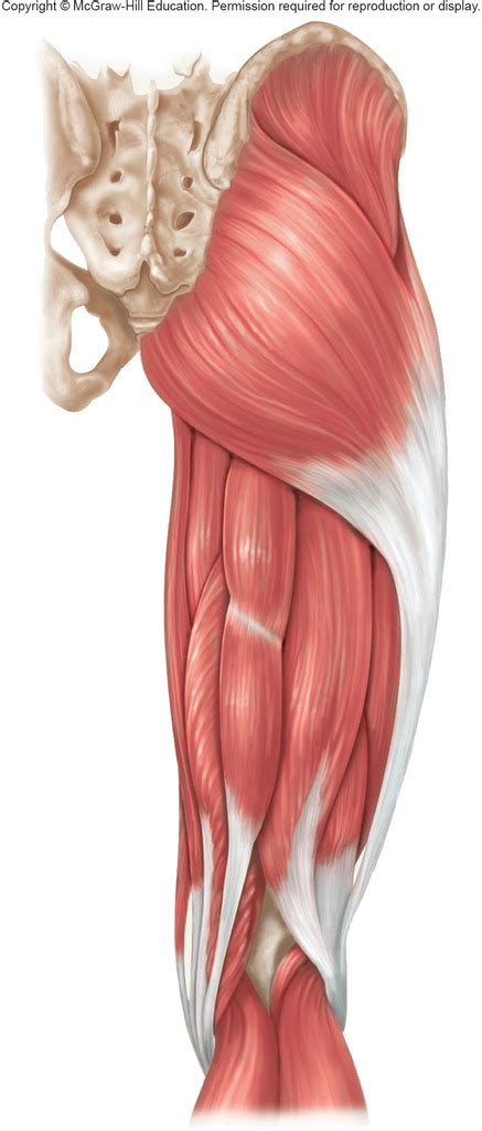 Muscles Of The Posterior Right Hip And Thigh Diagram Quizlet