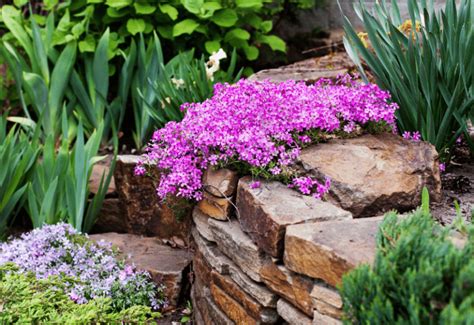 15 Beautiful Ground Cover Plants With Purple Flowers - Gardening Chores