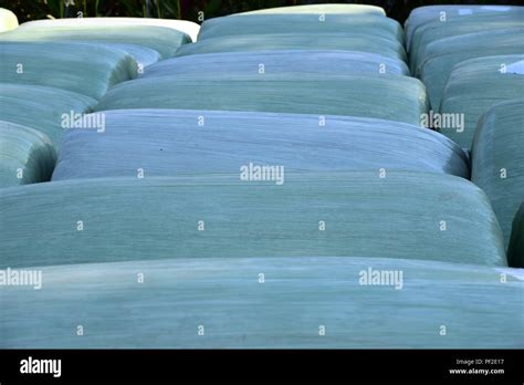 rows of green plastified silage bales, grass bales in a row Stock Photo ...