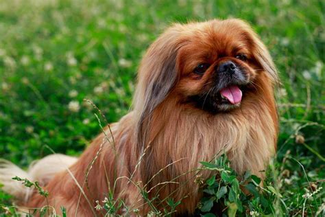 The Hairy Toy Dog Your Best Pekingese Informational Guide