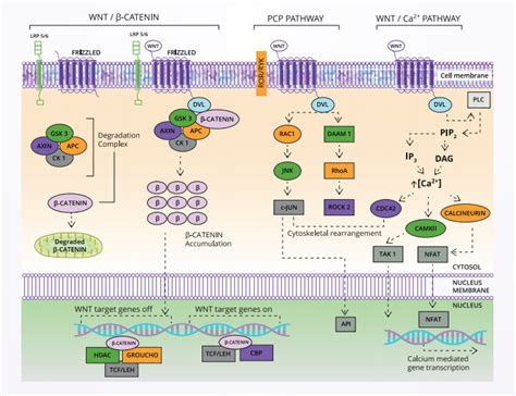 Signalling Pathways Overview 