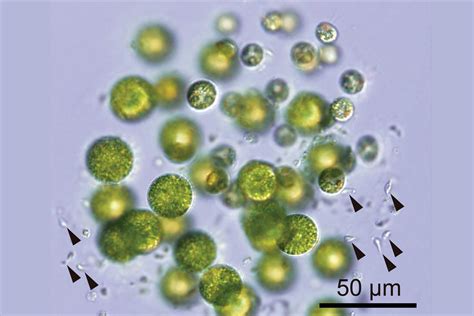 Species Of Algae With Three Sexes Identified In Japanese River