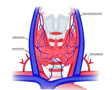 Arteria Thyroidea Superior Aufbau Funktion Krankheiten MedLexi De