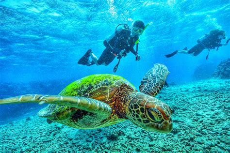 Descubre El Buceo En Playa Del Carmen Con Cursos Padi Brave Divers