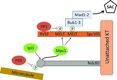 Scheme For Kinase And Phosphatase Activities At The Kt Kinases Are Download Scientific Diagram