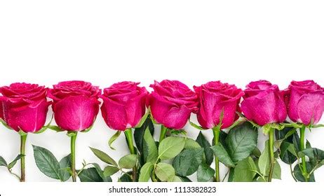 Hot Pink Rose Borders Photos and Images | Shutterstock