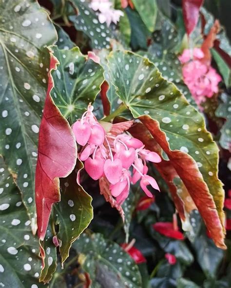 Ayurveda Initiative For Global Health Begonia Coccinea Scarlet Begonia