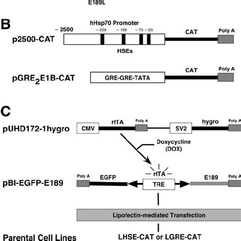 Transfection Of Hhsf E A Constitutively Active Mutant Of Hsf